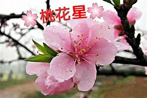 八字如何看桃花|八字中的桃花怎么看？ (八字桃花类型有哪些)